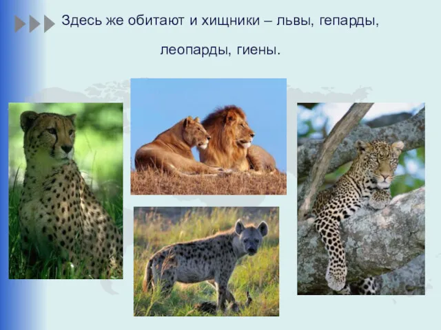 Здесь же обитают и хищники – львы, гепарды, леопарды, гиены.