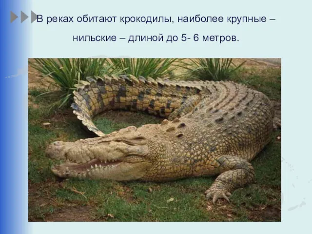 В реках обитают крокодилы, наиболее крупные – нильские – длиной до 5- 6 метров.