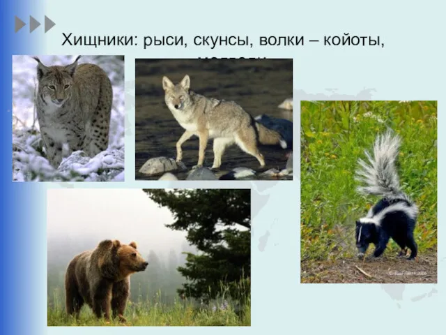 Хищники: рыси, скунсы, волки – койоты, медведи