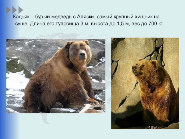 Кадьяк – бурый медведь с Аляски, самый крупный хищник на