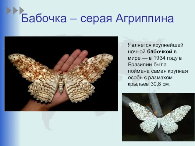 Бабочка – серая Агриппина Является крупнейшей ночной бабочкой в мире
