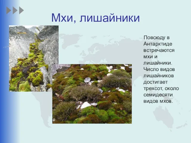 Мхи, лишайники Повсюду в Антарктиде встречаются мхи и лишайники. Число