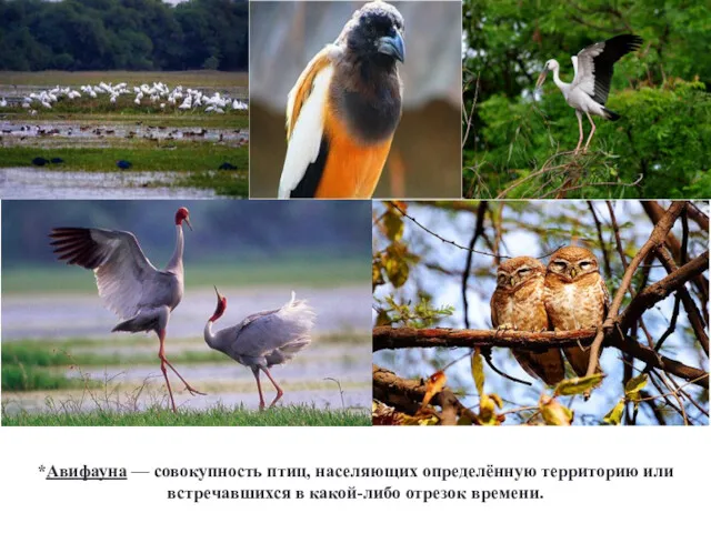 *Авифауна — совокупность птиц, населяющих определённую территорию или встречавшихся в какой-либо отрезок времени.