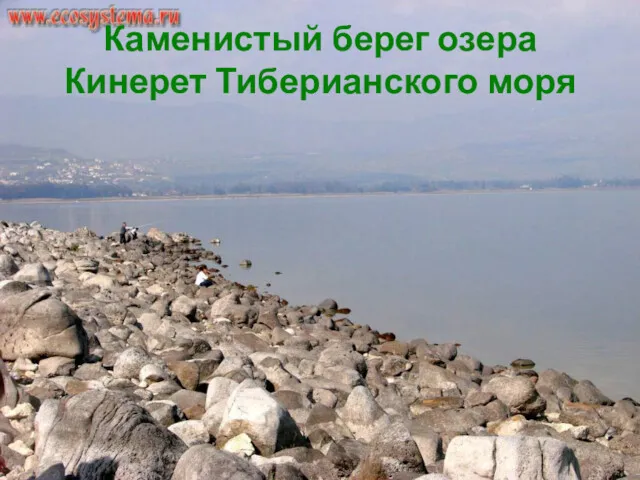 Каменистый берег озера Кинерет Тиберианского моря