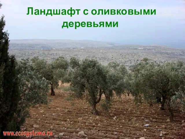 Ландшафт с оливковыми деревьями