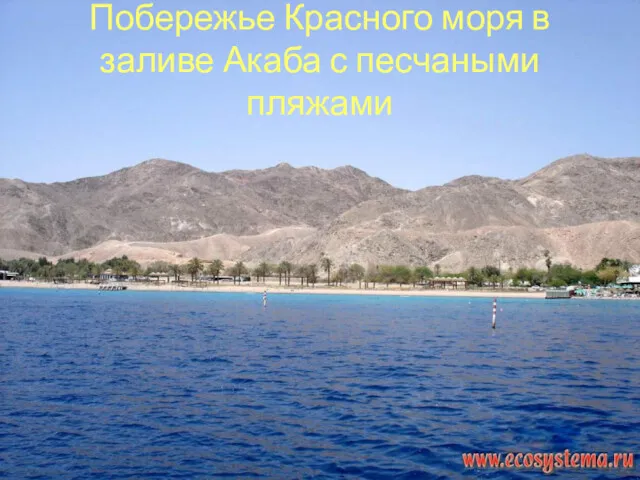 Побережье Красного моря в заливе Акаба с песчаными пляжами