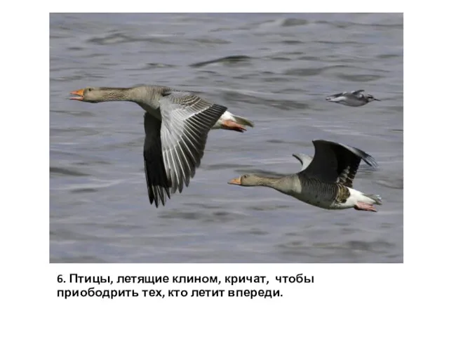 6. Птицы, летящие клином, кричат, чтобы приободрить тех, кто летит впереди.