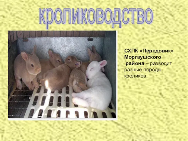 кролиководство СХПК «Передовик» Моргаушского района – разводит разные породы кроликов.