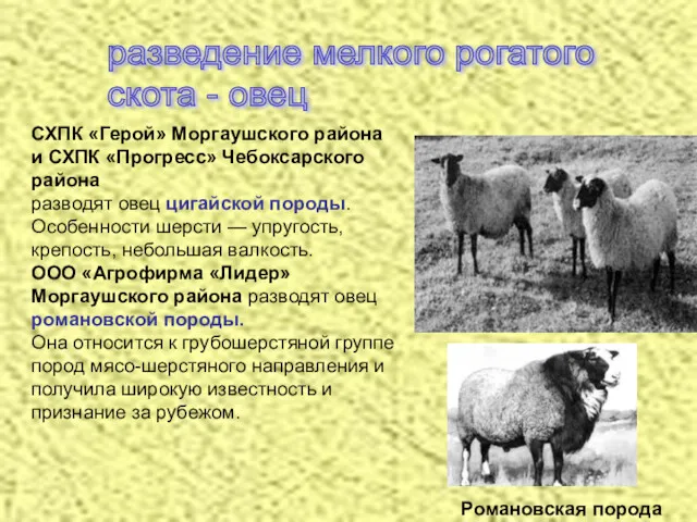 разведение мелкого рогатого скота - овец СХПК «Герой» Моргаушского района и СХПК «Прогресс»