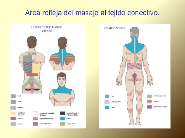 Area refleja del masaje al tejido conectivo.