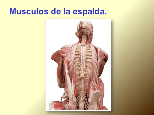 Musculos de la espalda.