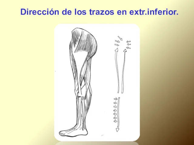 Dirección de los trazos en extr.inferior.