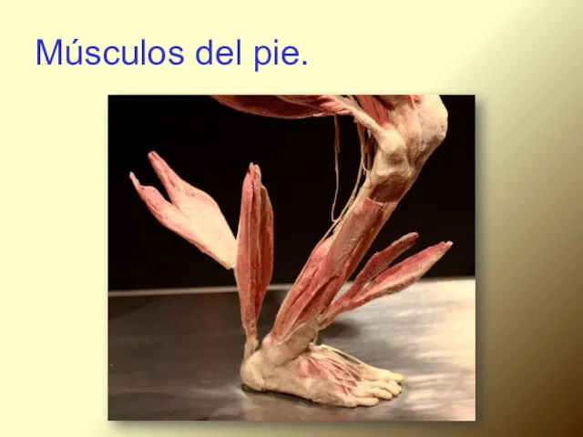 Músculos del pie.