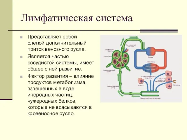 Лимфатическая система Представляет собой слепой дополнительный приток венозного русла. Является