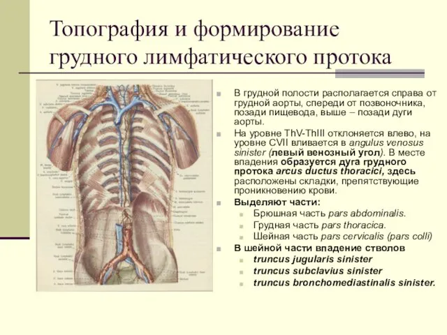 Топография и формирование грудного лимфатического протока В грудной полости располагается