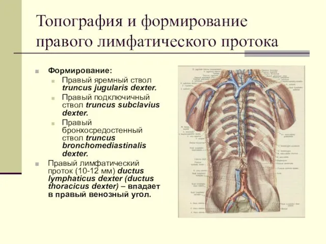 Топография и формирование правого лимфатического протока Формирование: Правый яремный ствол