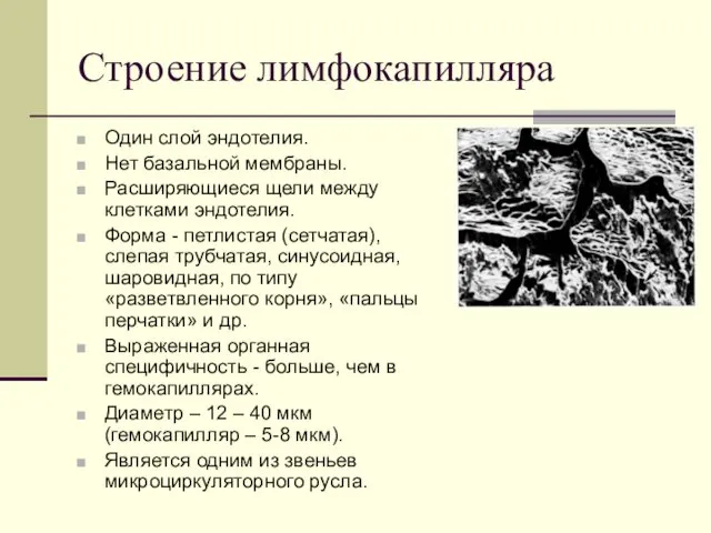 Строение лимфокапилляра Один слой эндотелия. Нет базальной мембраны. Расширяющиеся щели