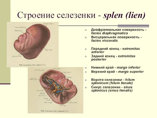 Строение селезенки - splen (lien) Диафрагмальная поверхность - facies diaphragmatica