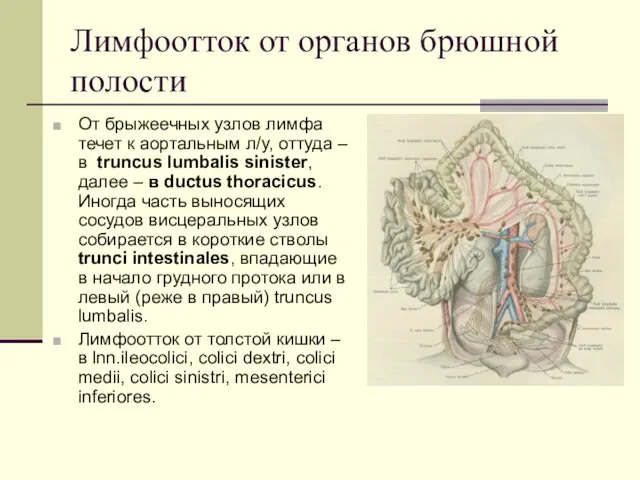 Лимфоотток от органов брюшной полости От брыжеечных узлов лимфа течет