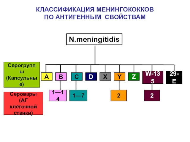 КЛАССИФИКАЦИЯ МЕНИНГОКОККОВ ПО АНТИГЕННЫМ СВОЙСТВАМ N.meningitidis A B C D X Серогруппы (Капсульные)