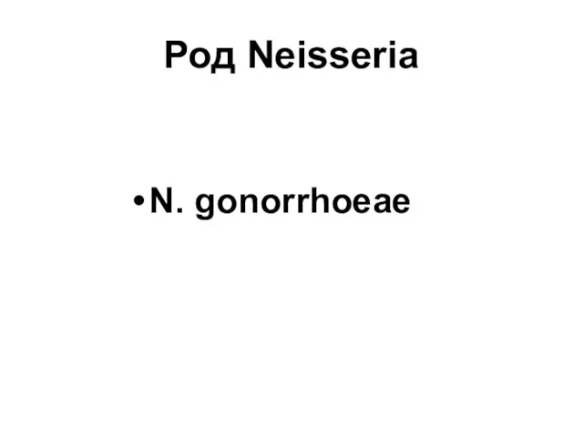Род Neisseria N. gonorrhoeae