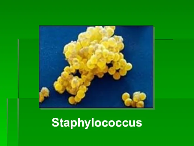 С Staphylococcus