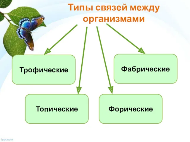 Типы связей между организмами Трофические Фабрические Топические Форические