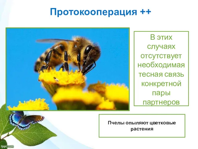 Протокооперация ++ Пчелы опыляют цветковые растения В этих случаях отсутствует необходимая тесная связь конкретной пары партнеров