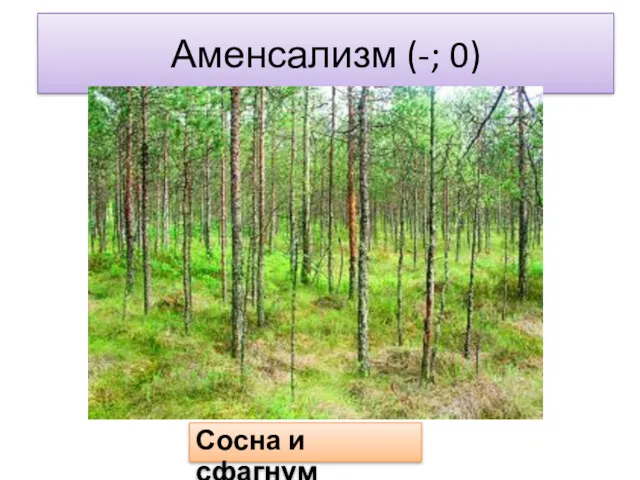 Аменсализм (-; 0) Сосна и сфагнум