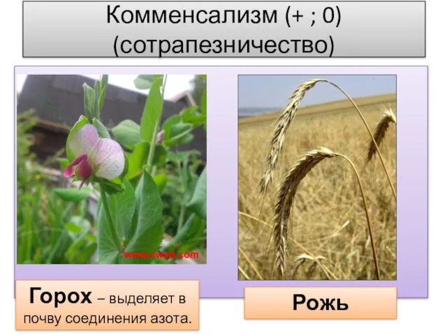 Комменсализм (+ ; 0) (сотрапезничество) Горох – выделяет в почву соединения азота. Рожь