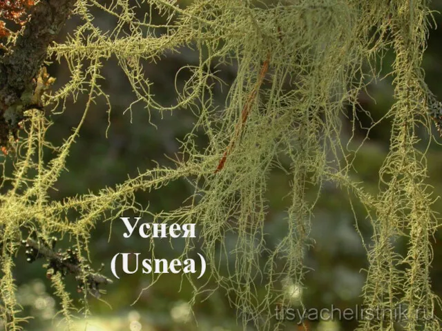 Уснея (Usnea)