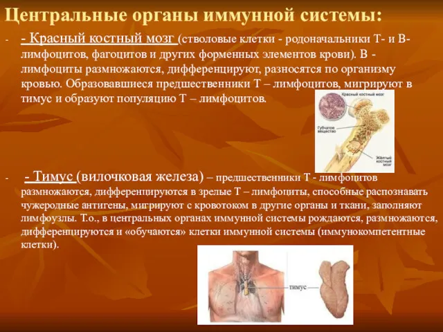 Центральные органы иммунной системы: - Красный костный мозг (стволовые клетки
