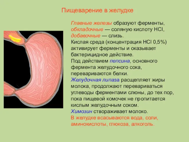 Главные железы образуют ферменты, обкладочные — соляную кислоту HCI, добавочные