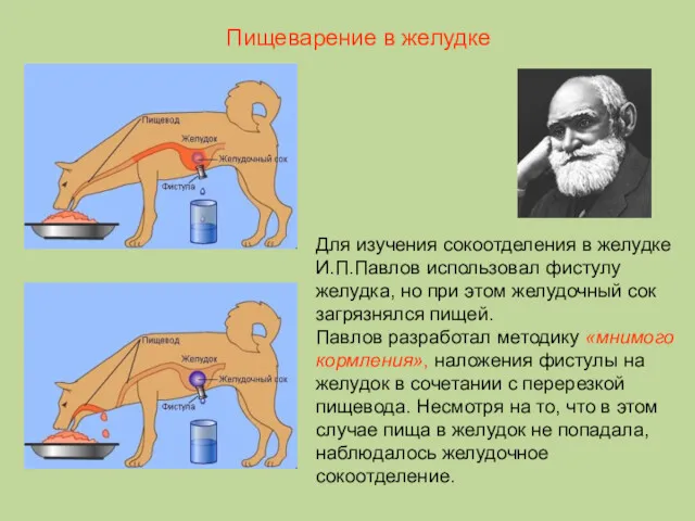 Для изучения сокоотделения в желудке И.П.Павлов использовал фистулу желудка, но при этом желудочный