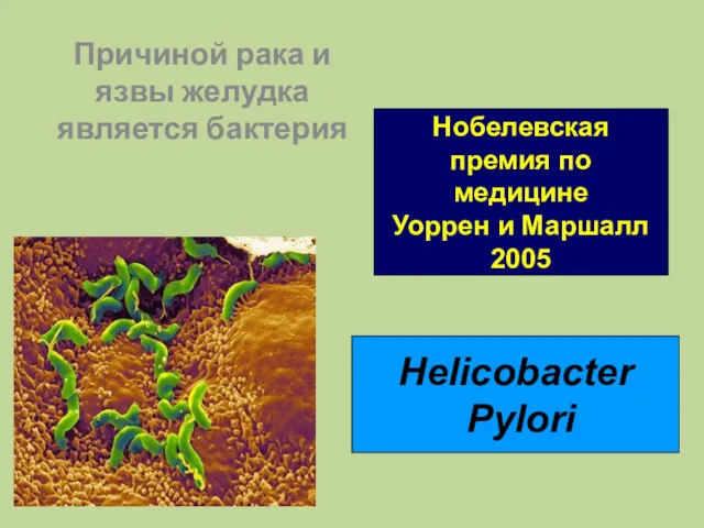 Причиной рака и язвы желудка является бактерия Helicobacter Pylori Нобелевская премия по медицине