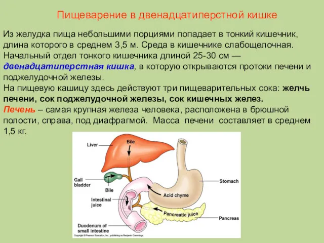 Из желудка пища небольшими порциями попадает в тонкий кишечник, длина