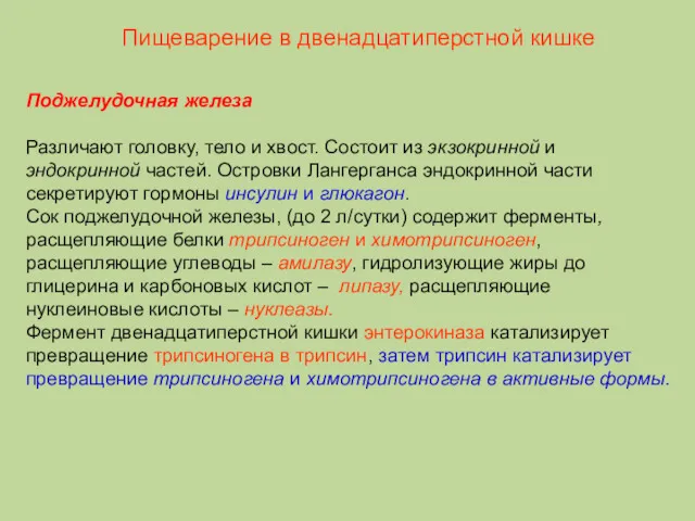 Поджелудочная железа Различают головку, тело и хвост. Состоит из экзокринной