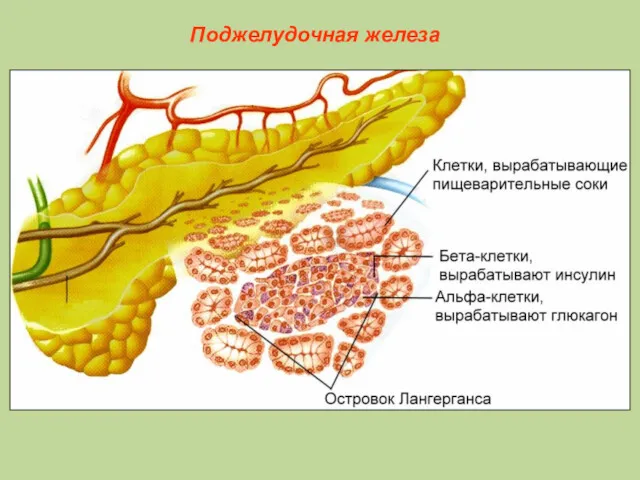 Поджелудочная железа