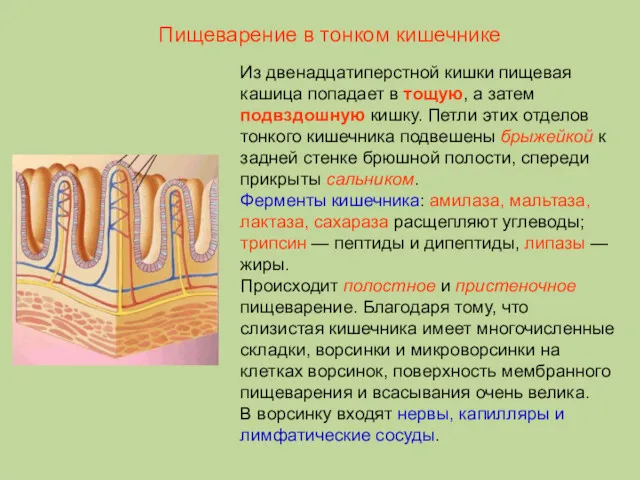 Из двенадцатиперстной кишки пищевая кашица попадает в тощую, а затем