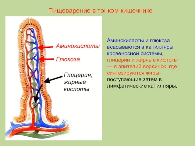 Аминокислоты и глюкоза всасываются в капилляры кровеносной системы, глицерин и