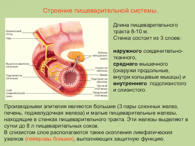 Длина пищеварительного тракта 8-10 м. Стенка состоит из 3 слоев: