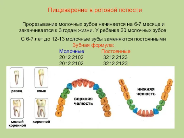 Прорезывание молочных зубов начинается на 6-7 месяце и заканчивается к