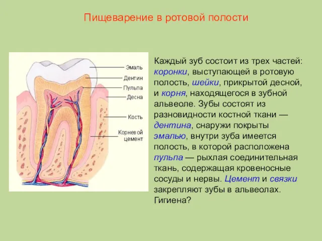 Каждый зуб состоит из трех частей: коронки, выступающей в ротовую полость, шейки, прикрытой