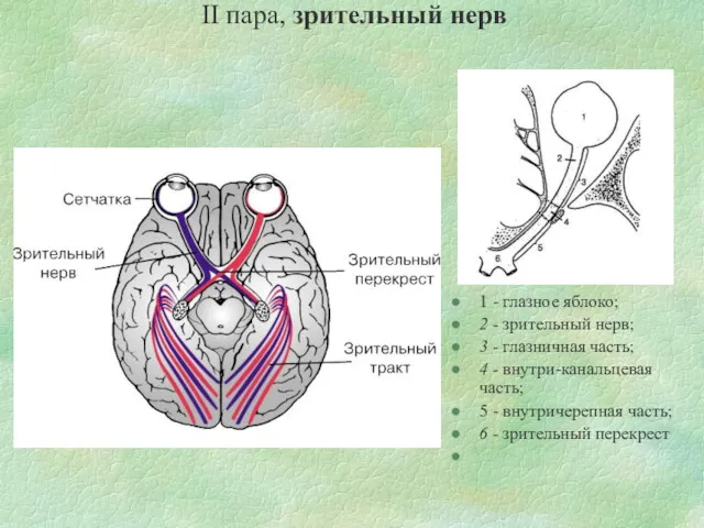 II пара, зрительный нерв 1 - глазное яблоко; 2 - зрительный нерв; 3
