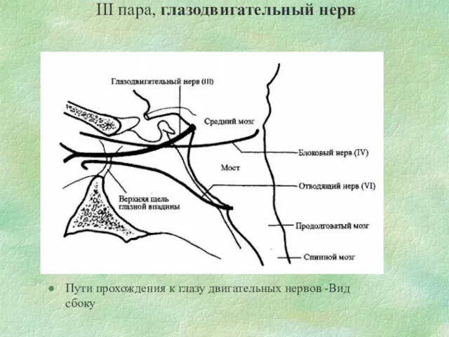III пара, глазодвигательный нерв Пути прохождения к глазу двигательных нервов -Вид сбоку