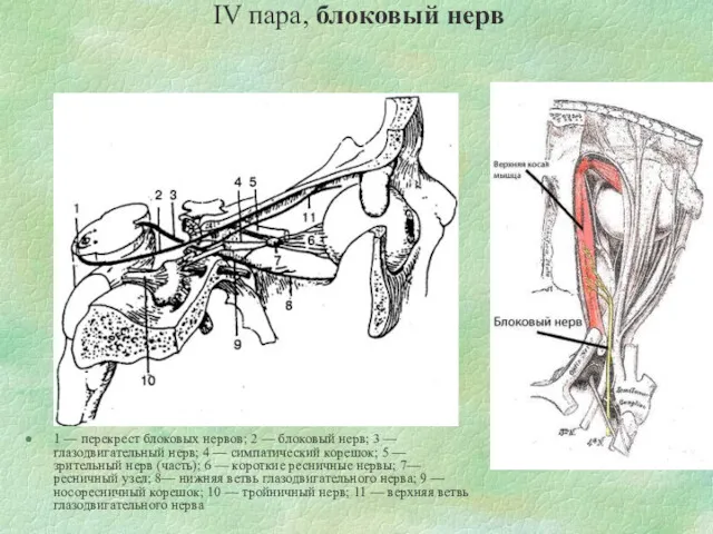 IV пара, блоковый нерв 1 — перекрест блоковых нервов; 2 — блоковый нерв;