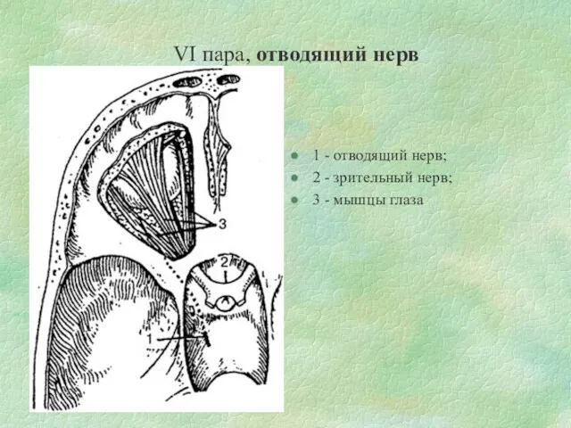 VI пара, отводящий нерв 1 - отводящий нерв; 2 - зрительный нерв; 3 - мышцы глаза