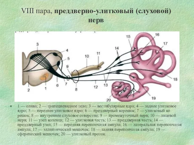 VIII пара, преддверно-улитковый (слуховой) нерв 1 — олива; 2 — трапециевидное тело; 3