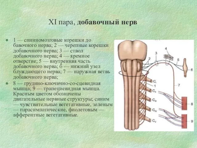 XI пара, добавочный нерв 1 — спинномозговые корешки до­бавочного нерва; 2 — черепные