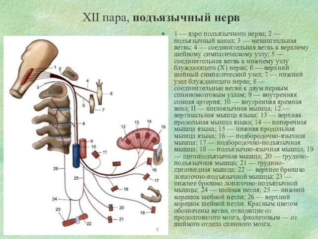 XII пара, подъязычный нерв 1 — ядро подъязычного нерва; 2 — подъязычный канал;
